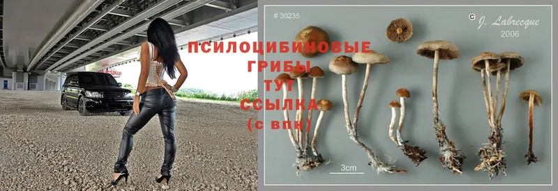 продажа наркотиков  Североморск  Галлюциногенные грибы Magic Shrooms 